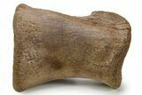 Superb, Hadrosaur (Edmontosaurus) Phalanx - Wyoming #382485-2